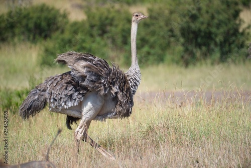 Ostrich in Maasai Mara 