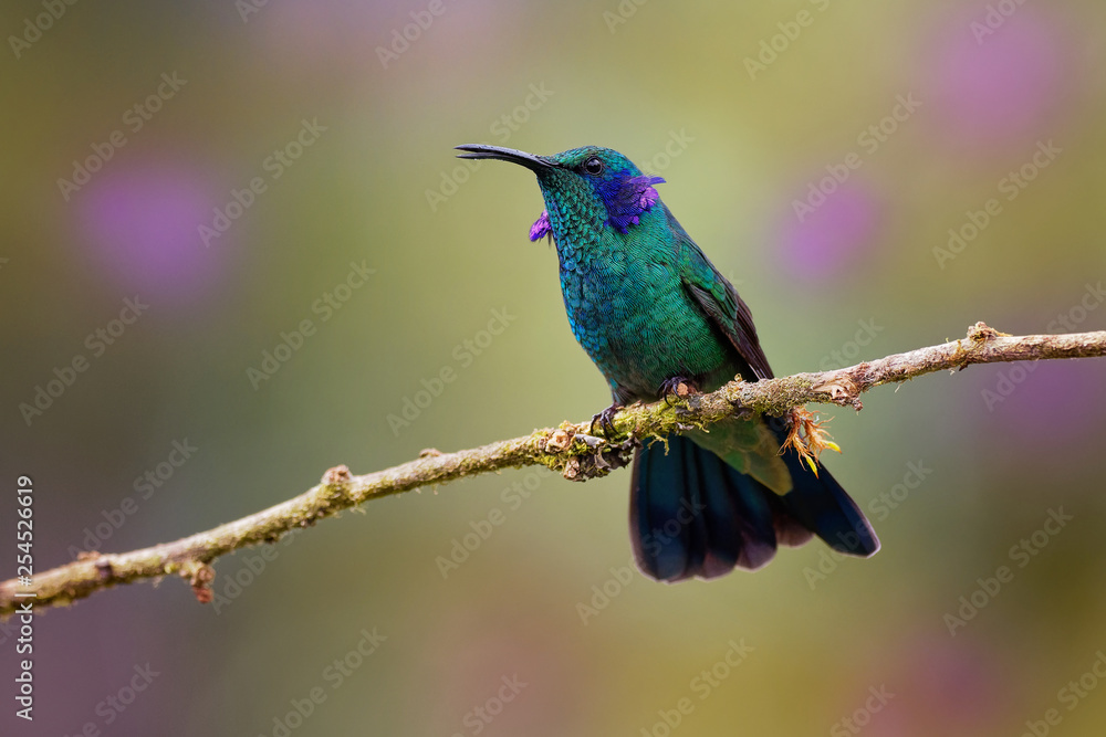 Naklejka premium Lesser Violetear - Colibri cyanotus - mountain violet-ear, metallic green hummingbird species commonly found from Costa Rica to northern South America