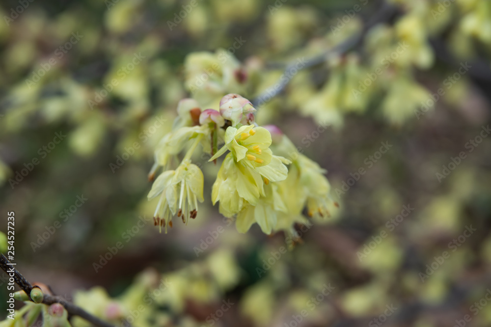 Buttercup Witch Hazel Flowers in Bloom in Winter Buttercup Witch Hazel Flowers in Bloom in Winter