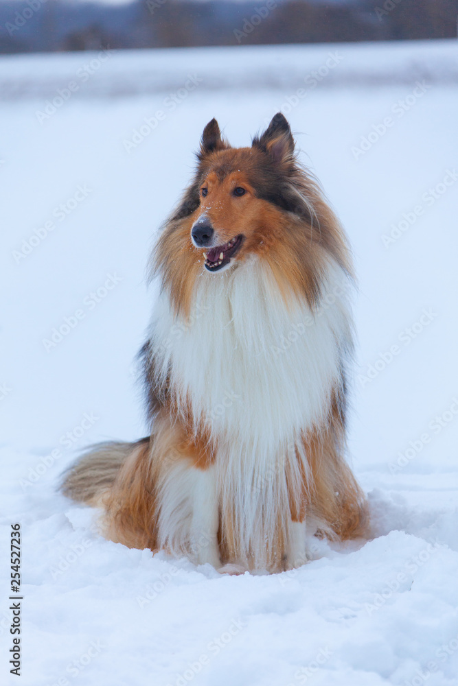 Rough Collie in winter forest Rough Collie in winter forest