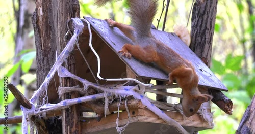 Squirrel on the roof of tree house