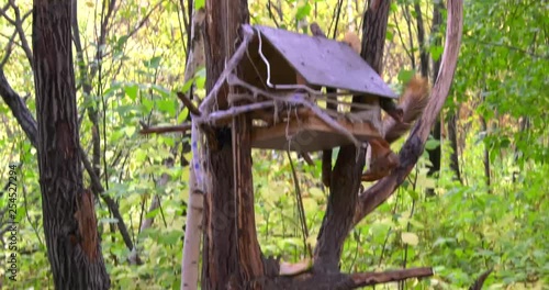 House for squirrels on the forest tree