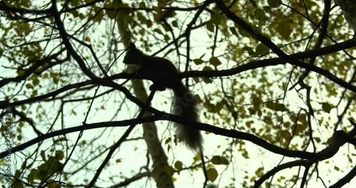Silhouette of squirrel with fur tail