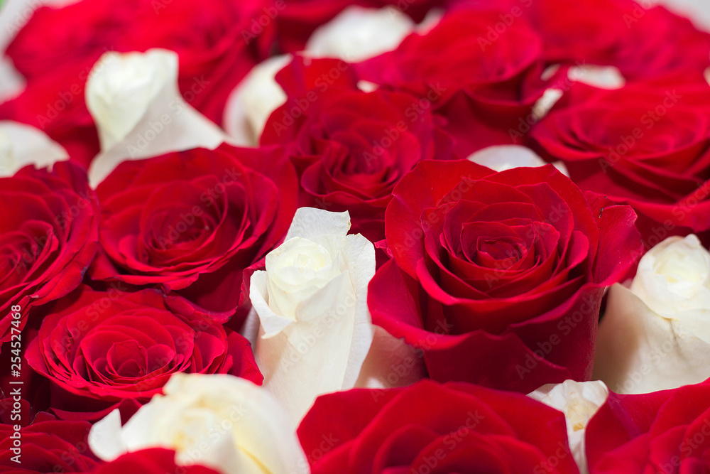 Bouquet of red and white roses Bouquet of red and white roses