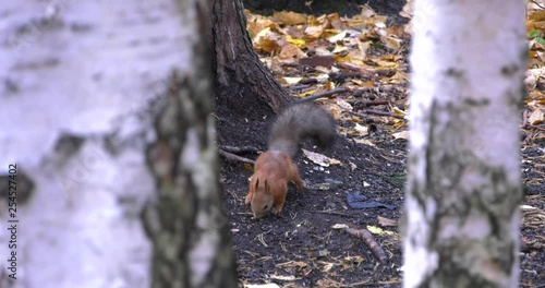 Squirrel near tree