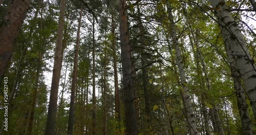 Tires under the pine trees