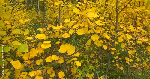 Yellow leaves in siberian forest