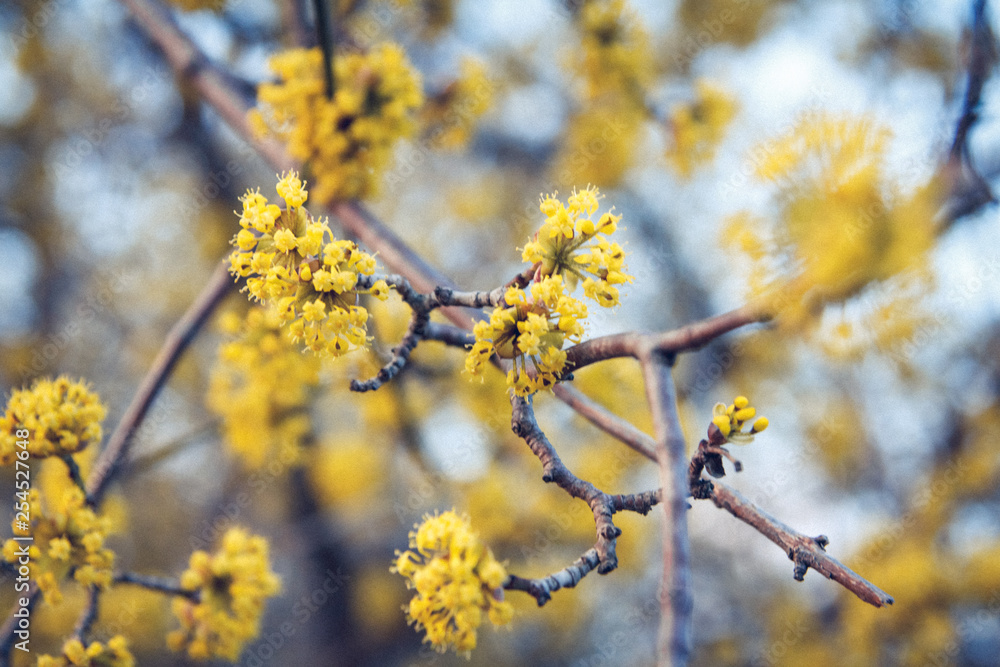 Yellow flowers on a tree with branches on a blue background Yellow flowers on a tree with branches on a blue background