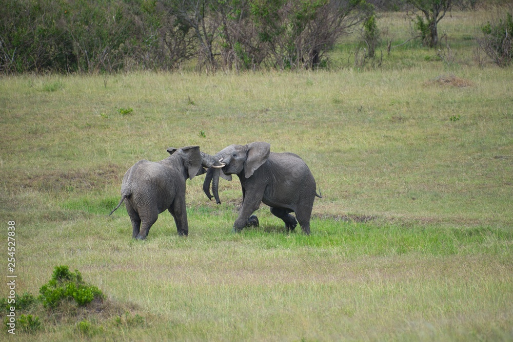Obraz premium Elephants Fighting in Maasai Mara