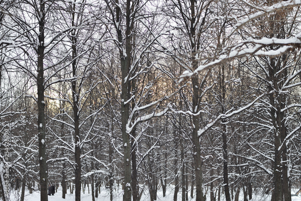 Fototapeta premium Trees in the snow in the winter forest