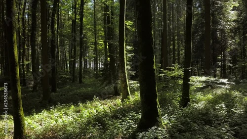 Wallpaper Mural Nature Trees Forest Landscape Environment Scenery Torontodigital.ca