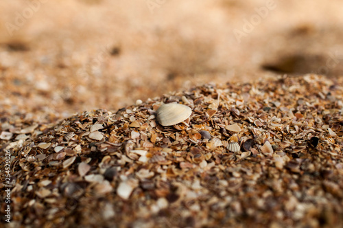 closeup of sand and shells