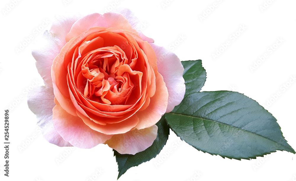 Róża Chippendale - obrazy, fototapety, plakaty 
