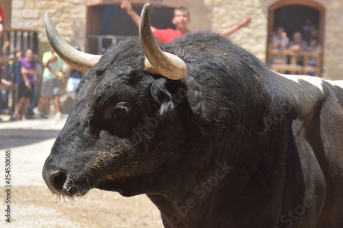 spanish bull