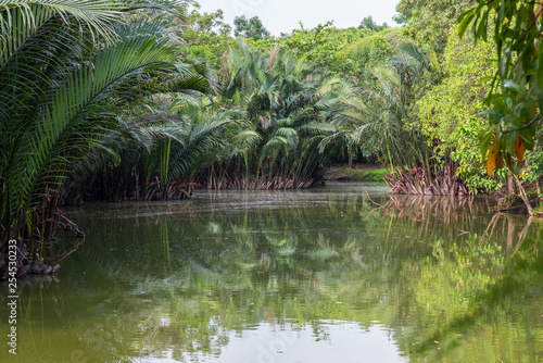Nipa palms  thickets along a lake in Sri Nakhon Khuean Khan Park and Botanical Garden in Bang Krachao  Kachao   Bangkok  Thailand.