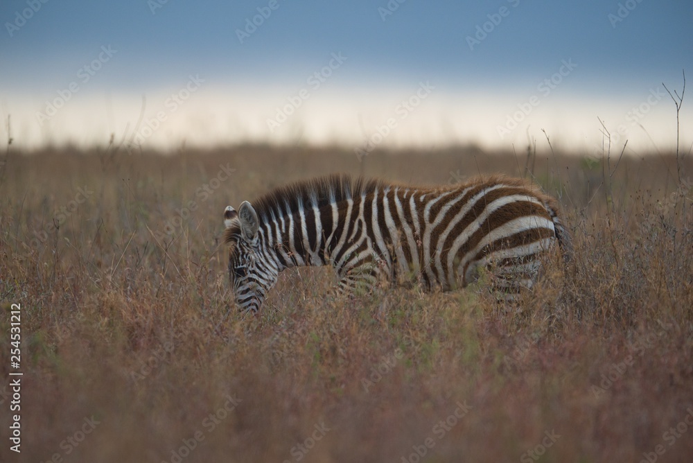 Obraz premium Baby Zebra with Herd
