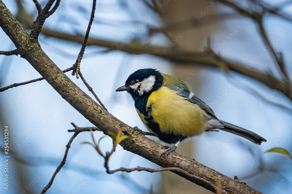 Obraz premium Great Tit Perched on Branch in Winter