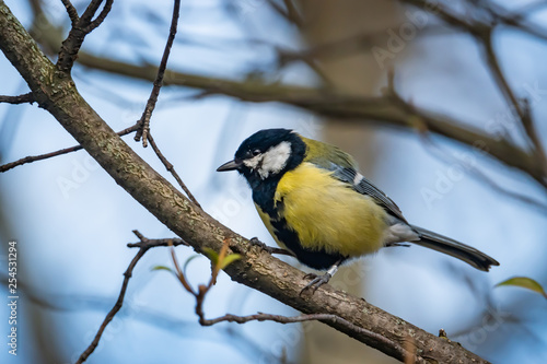 Great Tit Perched on Branch in Winter
