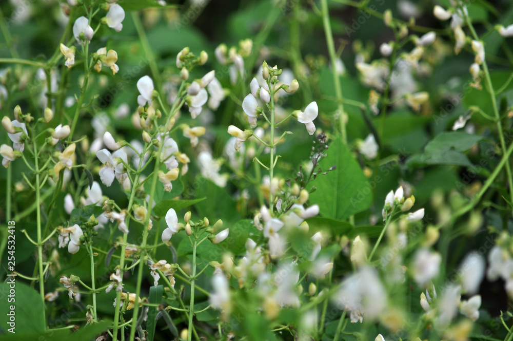 On the farm field blooms beans On the farm field blooms beans