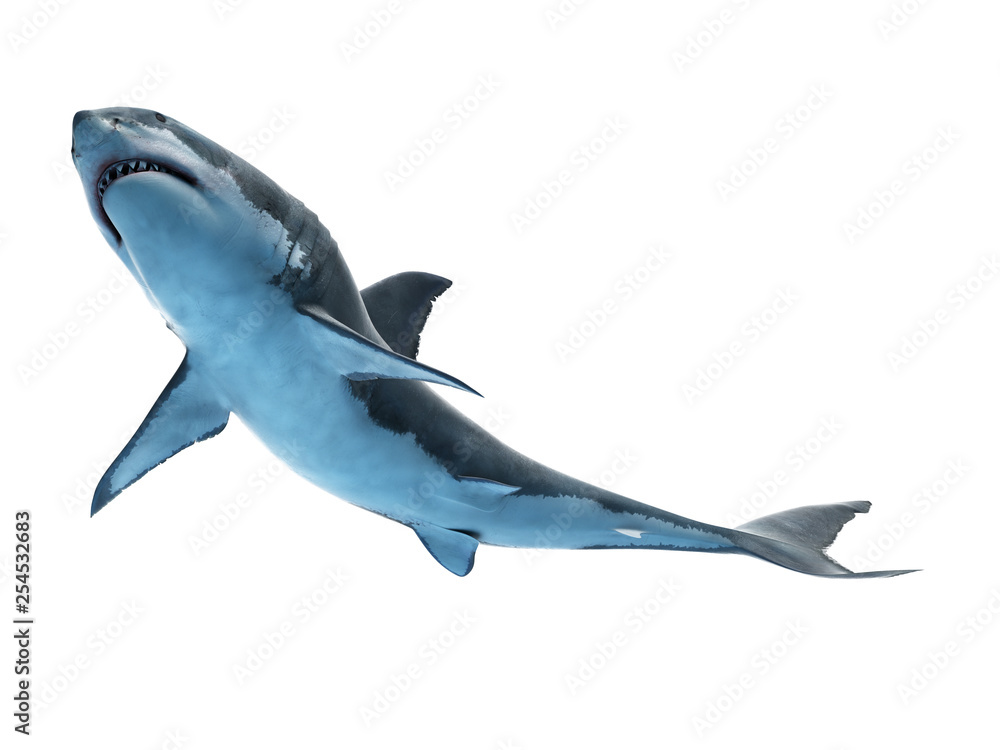 Fototapeta premium 3d rendered medically accurate illustration of a great white shark