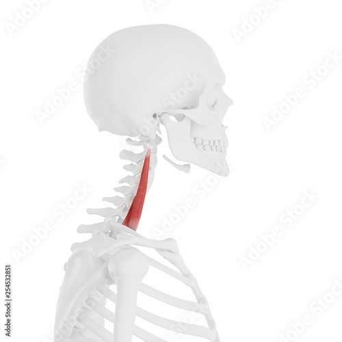 3d rendered medically accurate illustration of the Middle Scalene
