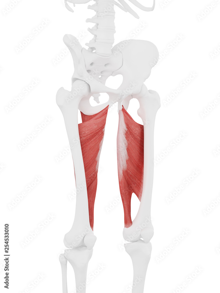 3d rendered medically accurate illustration of the Adductor Magnus 3d rendered medically accurate illustration of the Adductor Magnus