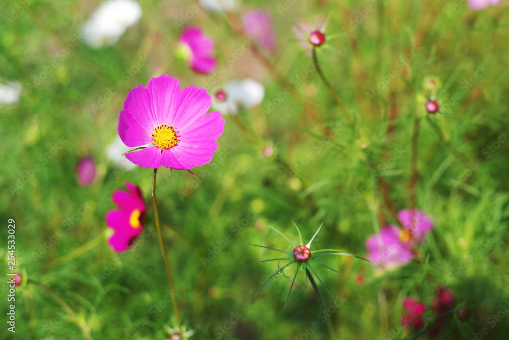 Pink wild flowers (Cosmos). Flower background, soft focus Pink wild flowers (Cosmos). Flower background, soft focus