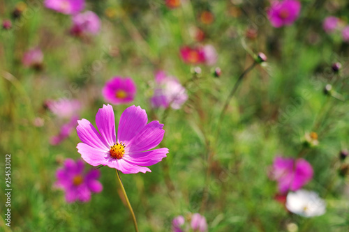 Pink wild flowers (Cosmos). Flower background, soft focus