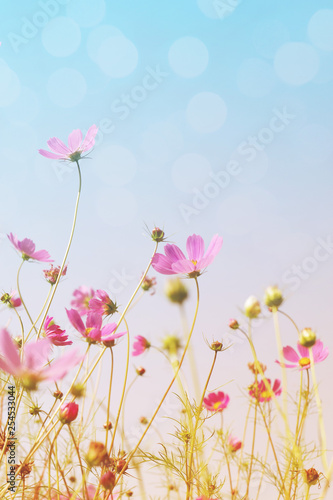 Fototapeta Naklejka Na Ścianę i Meble -  Pink wild flowers (Cosmos) on background of blue sky, bottom view, toned. Flower background, soft focus