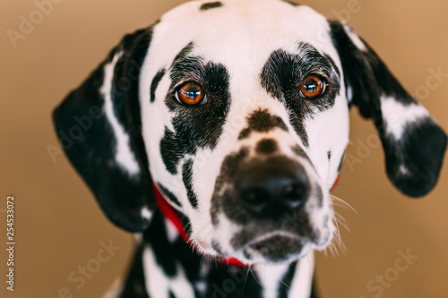 Close up of the face of a dalmatian dog © Grigory Bruev