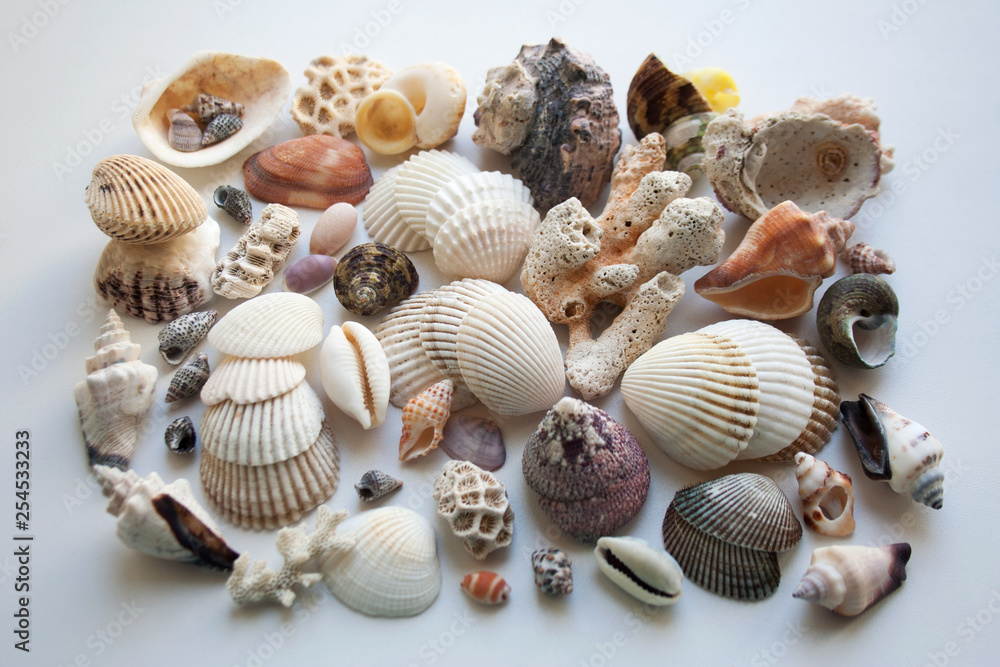 Collection of various seashells and corals hand picked on thai coast isolated on white background Collection of various seashells and corals hand picked on thai coast isolated on white background