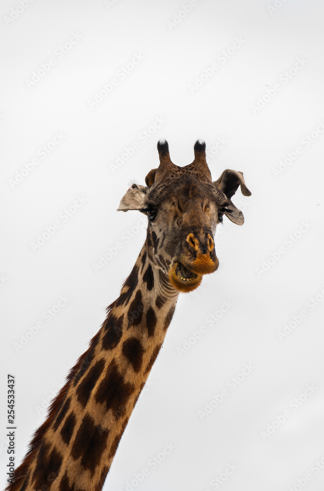 giraffe's head