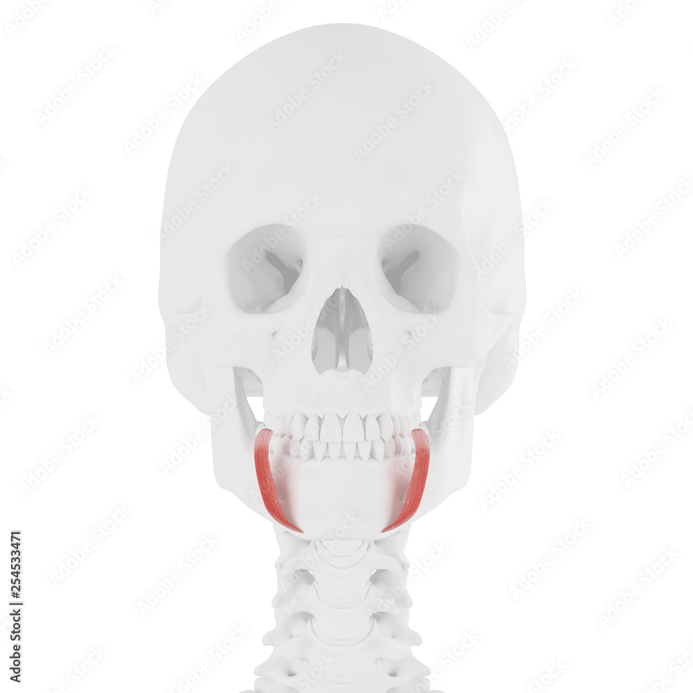 Obraz premium 3d rendered medically accurate illustration of the Depressor Anguli Oris