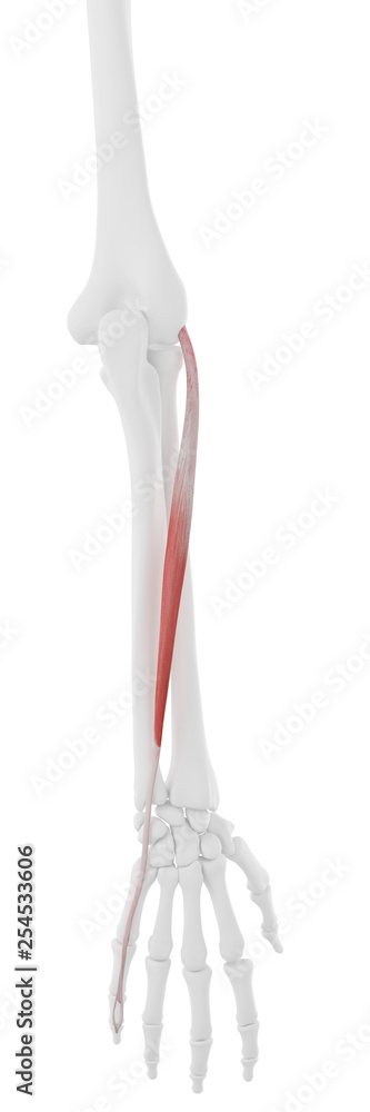 3d rendered medically accurate illustration of the Extensor Digiti Minimi