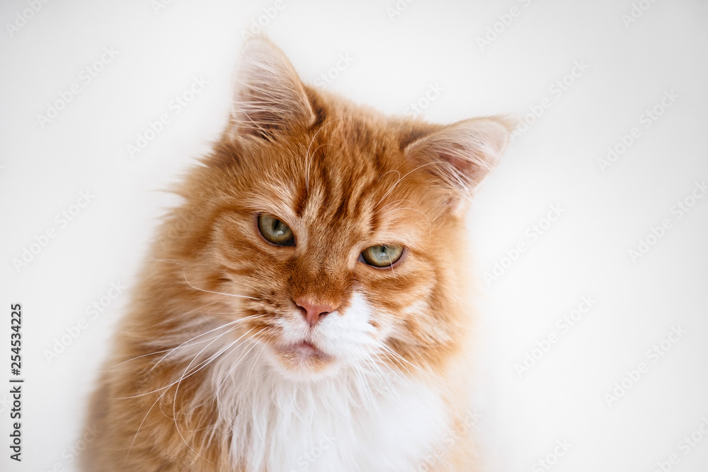 Maine Coon Red Tabby