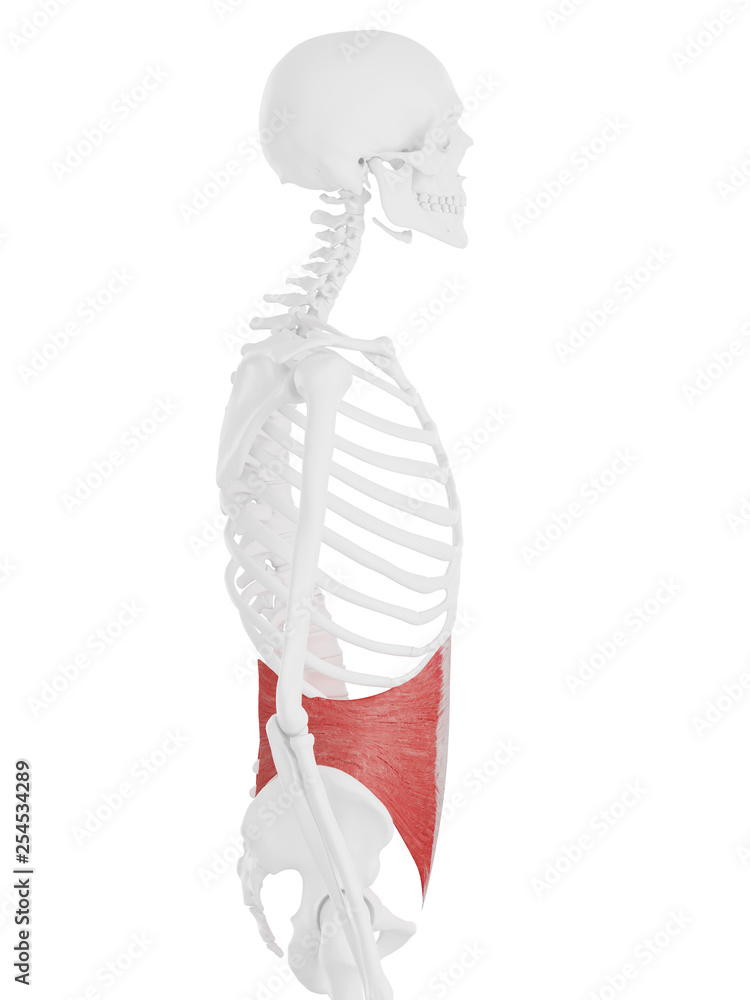 3d rendered medically accurate illustration of the Internal Oblique