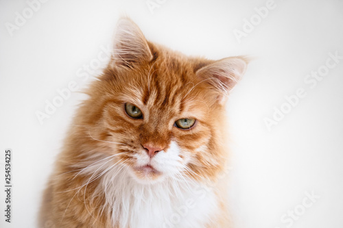 Maine Coon Red Tabby © grillografie
