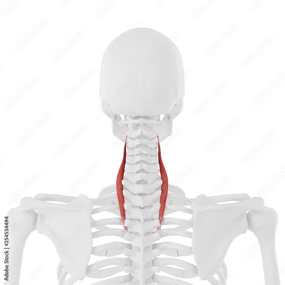 3d rendered medically accurate illustration of the Longissimus Cervicis