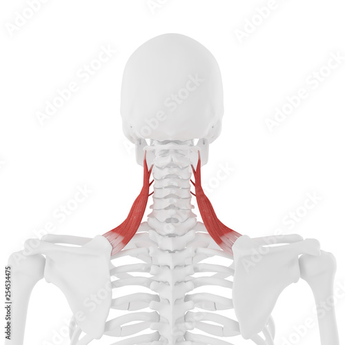 Billede på lærred 3d rendered medically accurate illustration of the Levator Scapularis