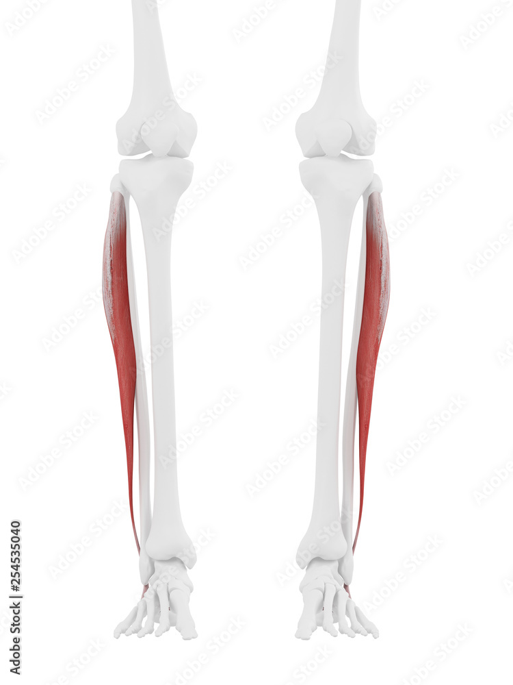3d rendered medically accurate illustration of the Peroneus Longus 3d rendered medically accurate illustration of the Peroneus Longus