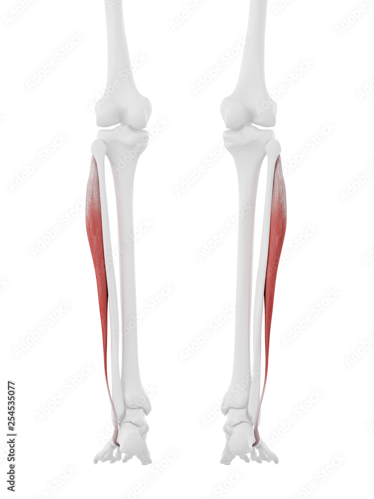 3d rendered medically accurate illustration of the Peroneus Longus