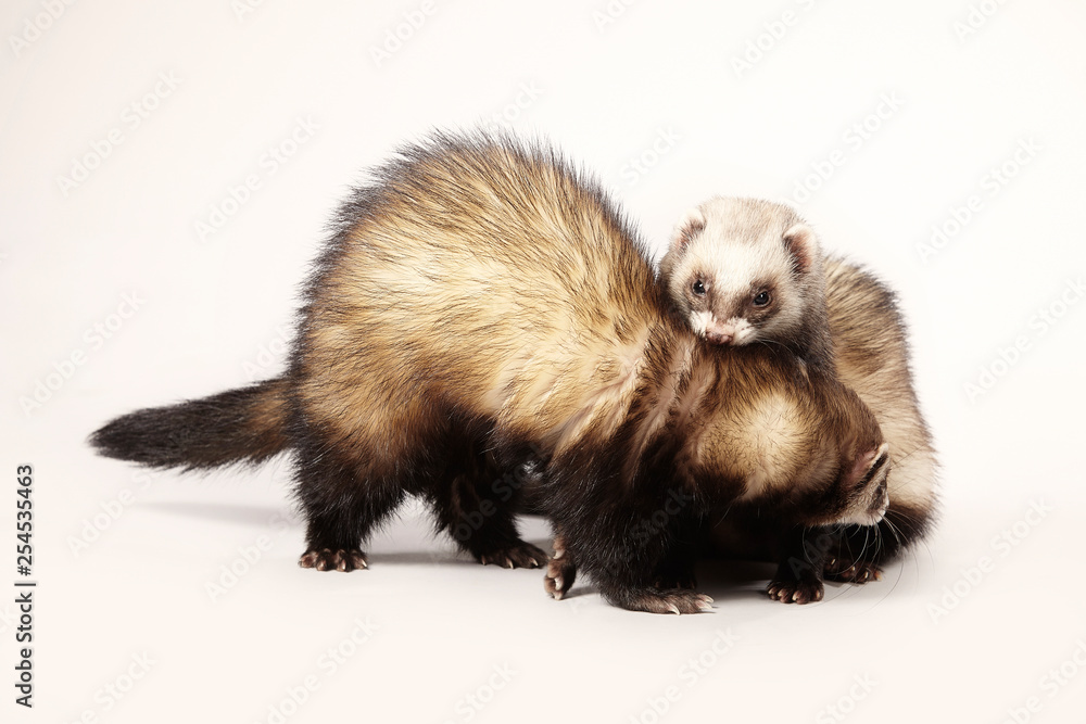 Standard color ferret female couple posing in studio Standard color ferret female couple posing in studio