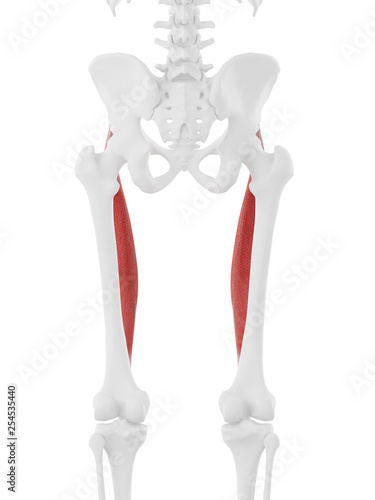 3d rendered medically accurate illustration of the Rectus Femoris