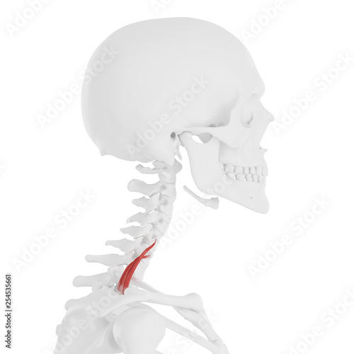 3d rendered medically accurate illustration of the Scalene Posterior
