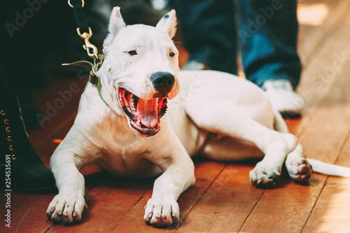 Young White Dogo Argentino Dog laying On Wooden Floor photo