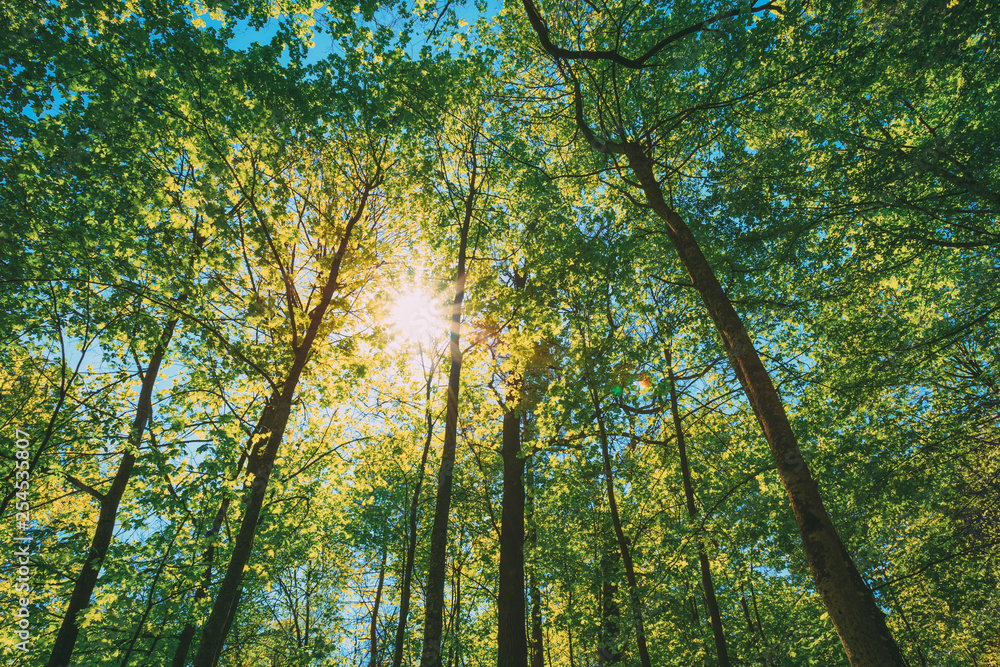 Fototapeta premium Spring Sun Shining Through Canopy Of Tall Trees. Upper Branches Of Tree