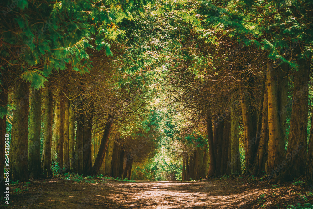 Obraz premium Walkway Lane Path With Green Trees in Forest. Pathway Way Through Summer Forest