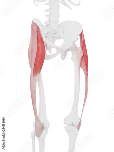 Quadro su tela 3d rendered medically accurate illustration of the Tensor Fascia Lata
