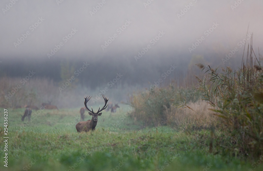 Obraz premium Red deer in reed field
