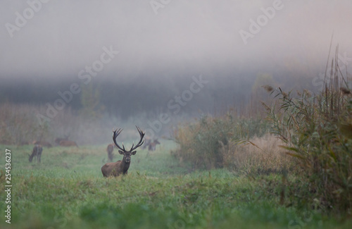 Red deer in reed field
